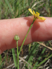 Linum hudsonioides