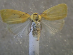 Earias flavida