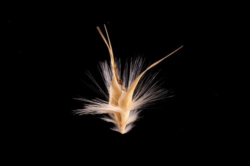 Rytidosperma auriculatum