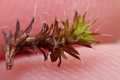 Syntrichia ruralis