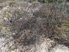 Erythrostemon placidus