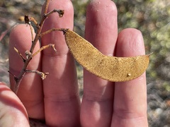 Erythrostemon placidus