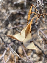 Erythrostemon placidus