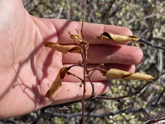 Erythrostemon placidus