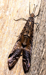 Froggattisca pulchella