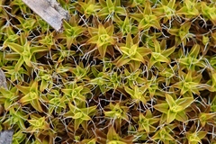 Syntrichia ruralis
