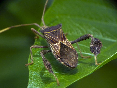 Leptoglossus franckei · iNaturalist United Kingdom