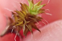 Syntrichia ruralis