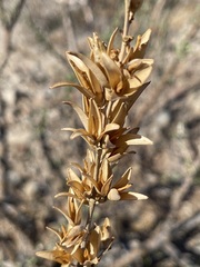 Fouquieria burragei