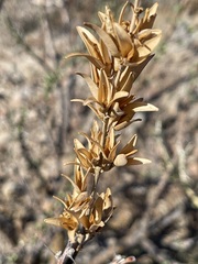 Fouquieria burragei