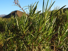 Colliguaja integerrima