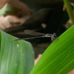 Agriocnemis zerafica