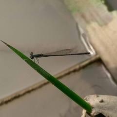 Agriocnemis zerafica