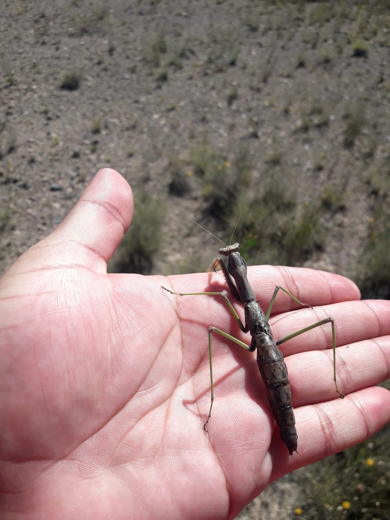 Coptopteryx from Limay Mahuida, La Pampa, Argentina on December 31 ...