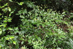Endiandra discolor