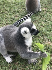 Lemur