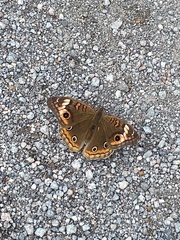Junonia neildi