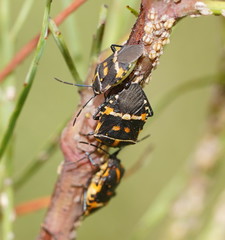 Aplerotus maculatus