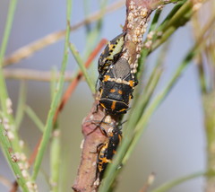 Aplerotus maculatus