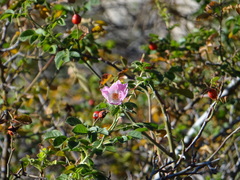 Rosa sicula