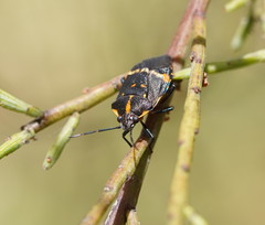 Aplerotus maculatus