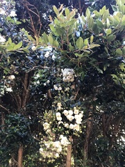 Luma