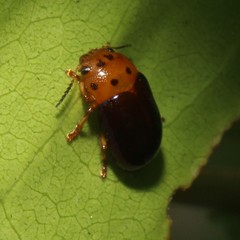 Platymela sticticollis