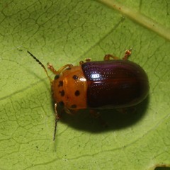Platymela sticticollis