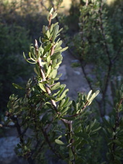 Bougainvillea spinosa