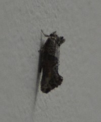 Acrolophus piger