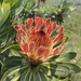 Protea roupelliae - Photo (c) markbowman, alguns direitos reservados (CC BY-NC)