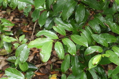 Eupomatia laurina