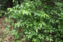 Eupomatia laurina