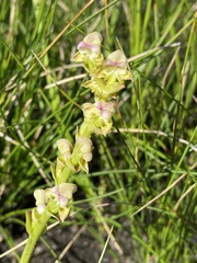 Disperis cardiophora