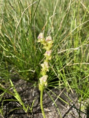 Disperis cardiophora