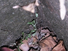 Bidentolophus bidens