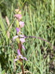 Disperis tysonii