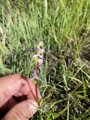 Disperis tysonii