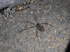 Bidentolophus bidens