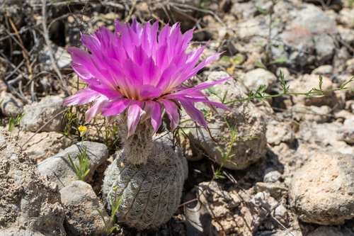 lace hedgehog cactus