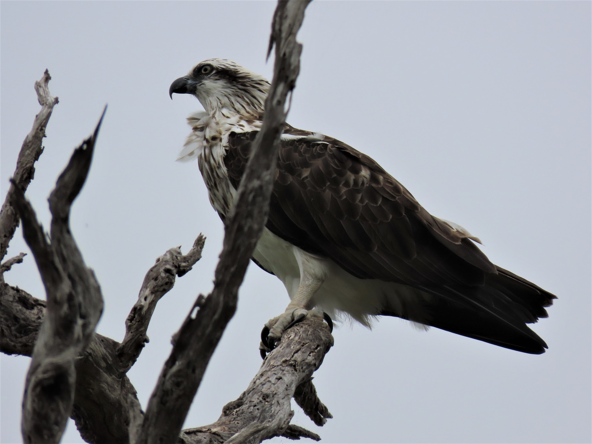 Osprey illustration