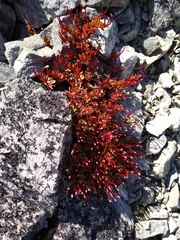 Epilobium porphyrium