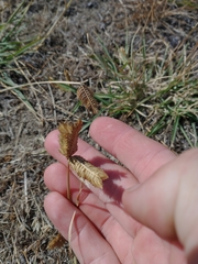 Eleusine tristachya