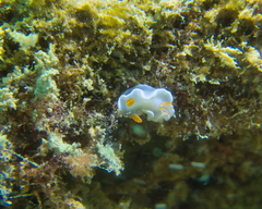 Ardeadoris angustolutea