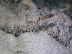 Ostorhinchus maculiferus