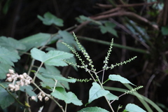 Deeringia amaranthoides