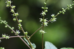 Deeringia amaranthoides