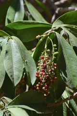 Ardisia revoluta