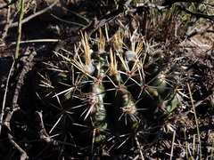 Parodia mammulosa