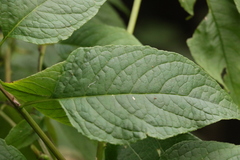 Deeringia amaranthoides